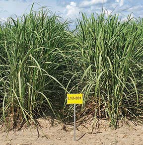 Louisiana Sugarcane Variety Identification Guide 2020: L 12-201